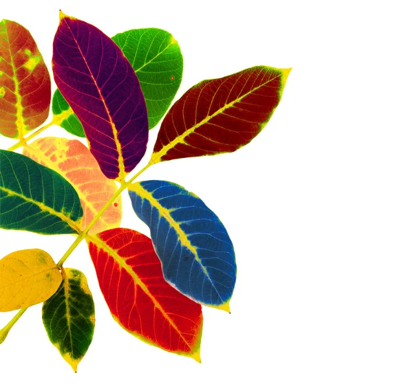 Renkli ceviz yaprağı — Stok fotoğraf