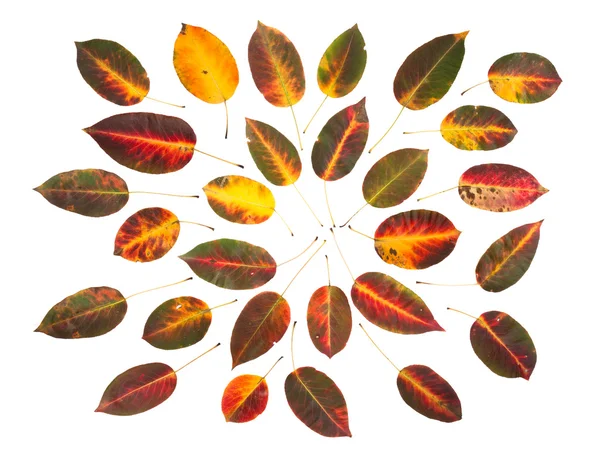 Autumn apricot leaves — Stock Photo, Image