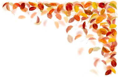 Falling leaves clipart