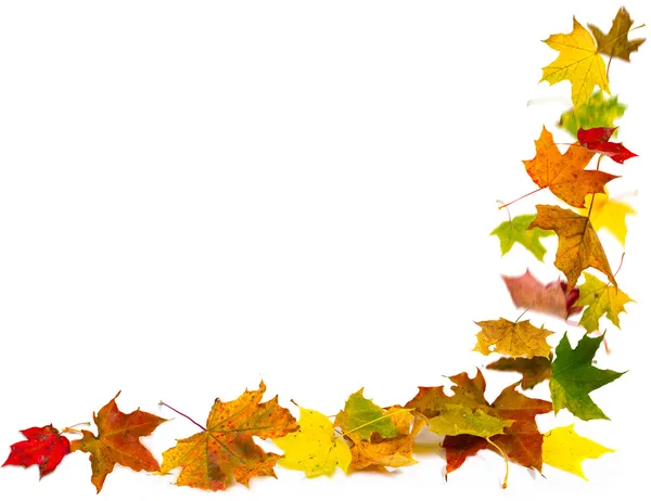 Quadro de folhas de outono — Fotografia de Stock