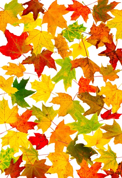 Podzimní tapeta — Stock fotografie