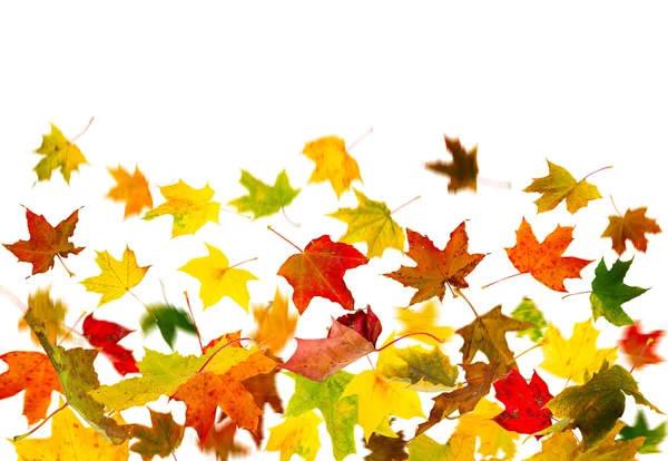 Falling leaves — Stock Photo, Image