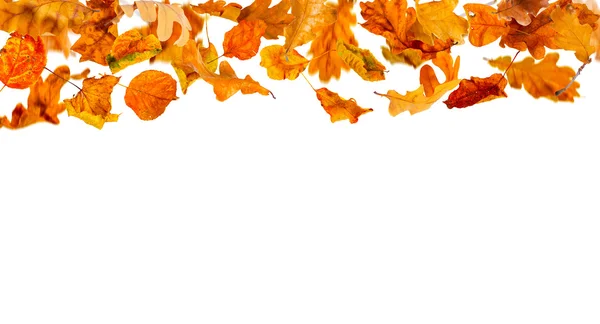Vallende herfstbladeren — Stockfoto