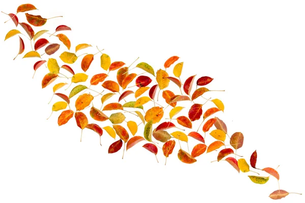 Podzimní listí hrušky — Stock fotografie