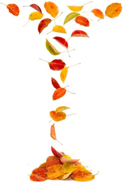 Осенние грушевые листья падают — стоковое фото