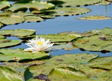 Lily onder de zwevende bladeren