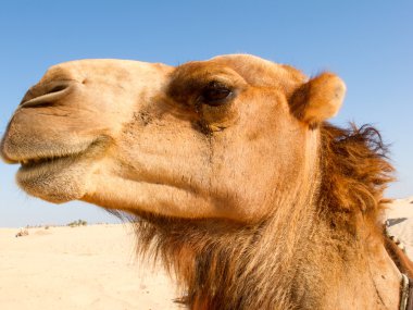Portrait of Camel clipart