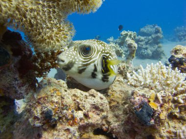 Pufferfish in the red sea clipart