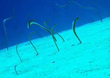Bahçe eels