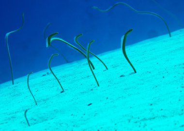 Garden eels clipart