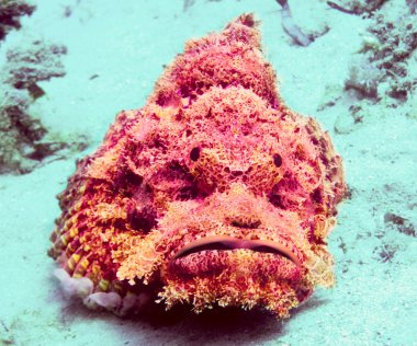 Stonefish