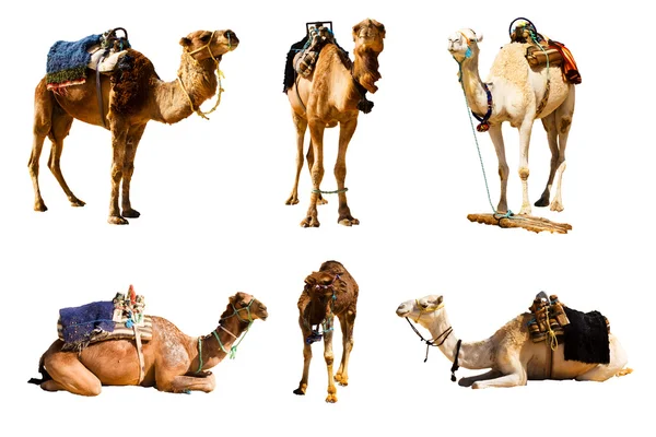 Camel — Photo
