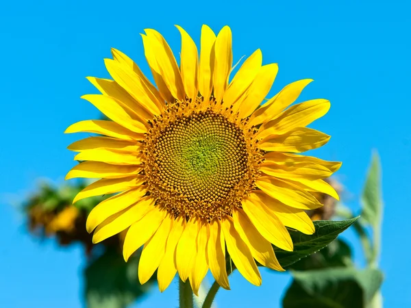 stock image Sunflower against a blue sky