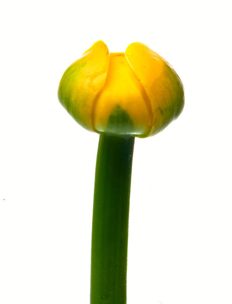 Yellow lily bud