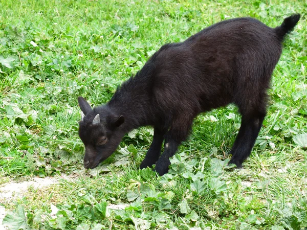 siyah goatling