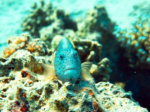 熱帯の魚 — ストック写真