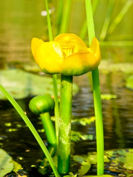 Stock image Yellow lily