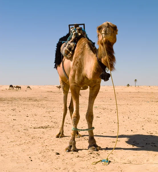 Верблюд у Сахарі — стокове фото