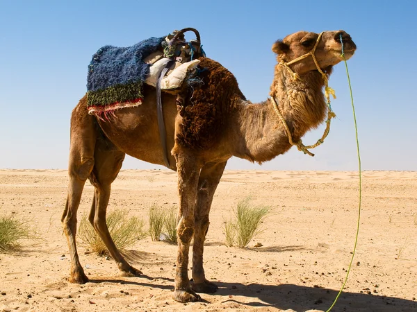 Camel in the Sahara — Stock Photo, Image