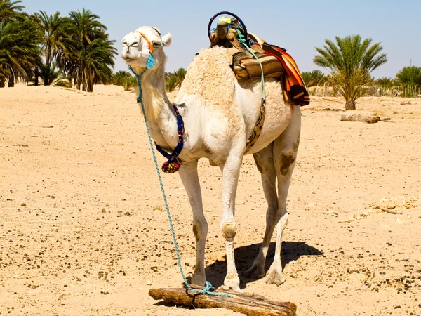 White camel — Stock Photo, Image