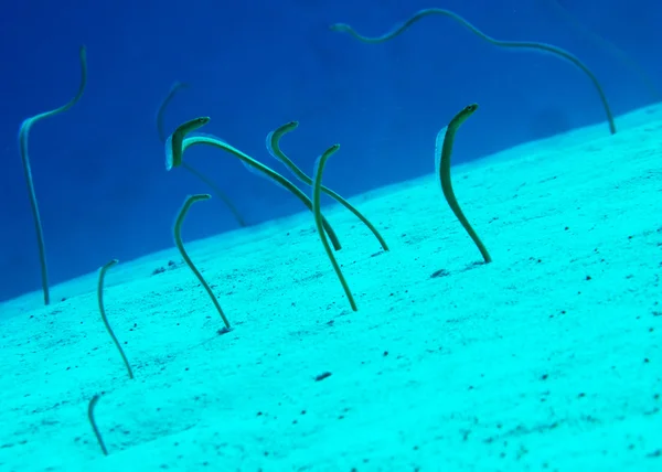 stock image Garden eels