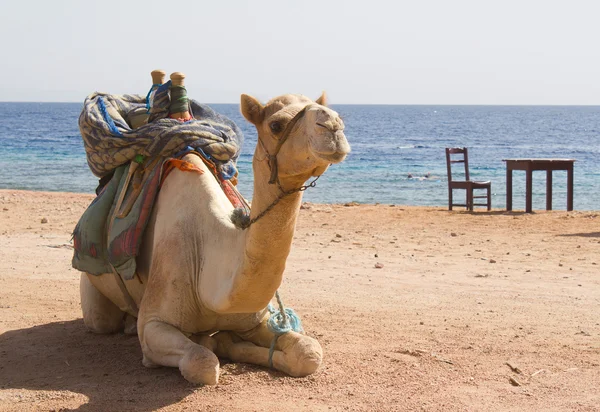 Camelo branco senta-se — Fotografia de Stock