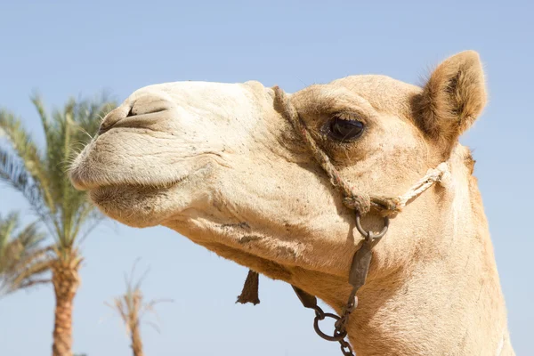 Portrait de chameau blanc — Photo