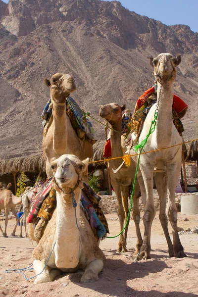 Grupy camel — Zdjęcie stockowe