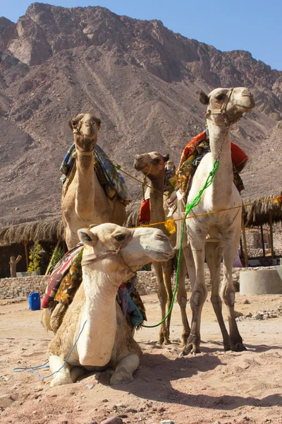 Grupo de camelos — Fotografia de Stock