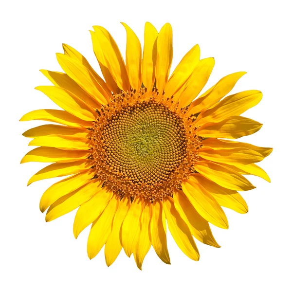 stock image Sunflower isolated