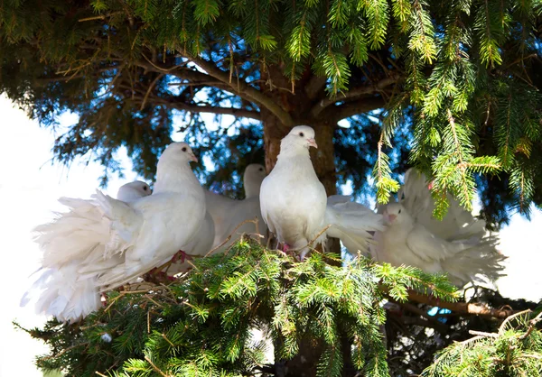 Bílá dekorativní holubů — Stock fotografie