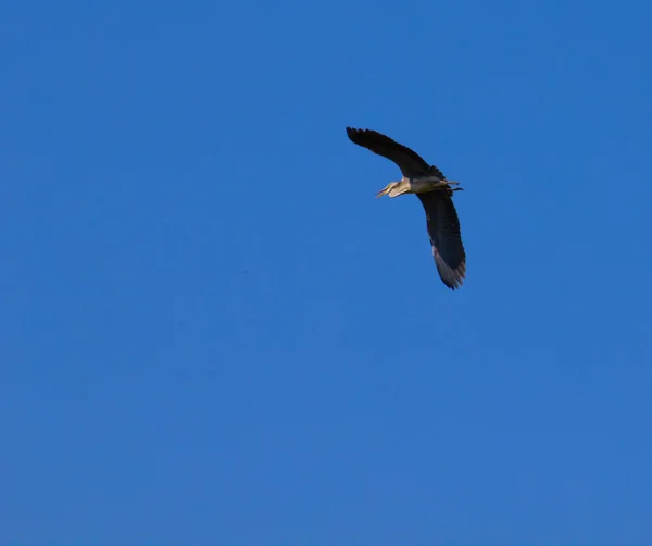 Stork flying — Stock Photo, Image