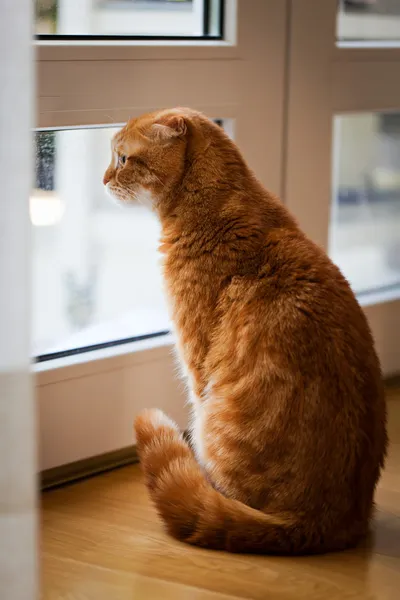 stock image Scottish fold