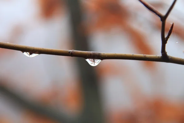 一根小树枝上的水滴 — 图库照片