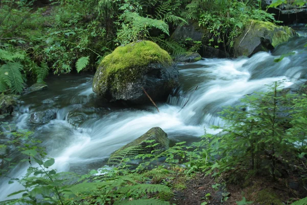 Um riacho na floresta — Fotografia de Stock