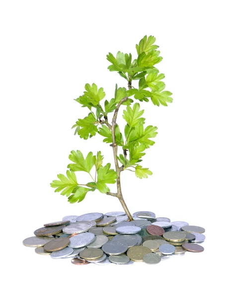 Yeşil bitki ve para — Stok fotoğraf