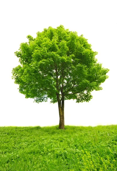 Дерево в траве — стоковое фото