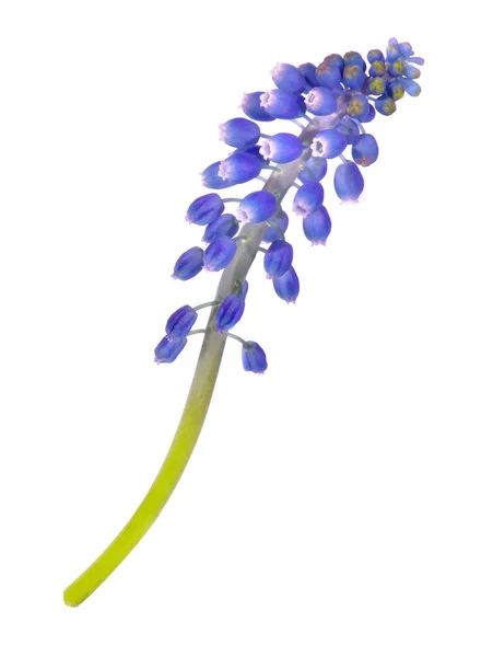 stock image Blue flower