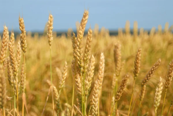 Céu de trigo — Fotografia de Stock