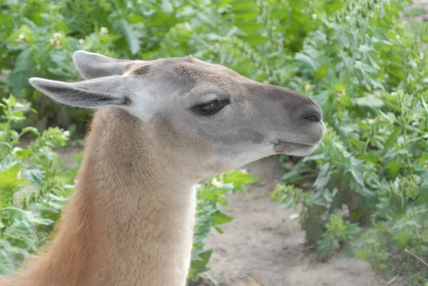 Lama animals — Stock Photo, Image