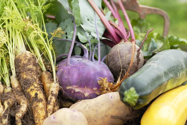 stock image Collection of harvested vegetables.