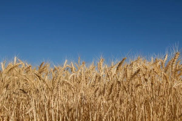 Пшеничное травяное поле против голубого неба — стоковое фото