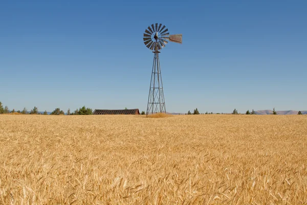 Пшениця трава поля з вітряк і сарай — стокове фото