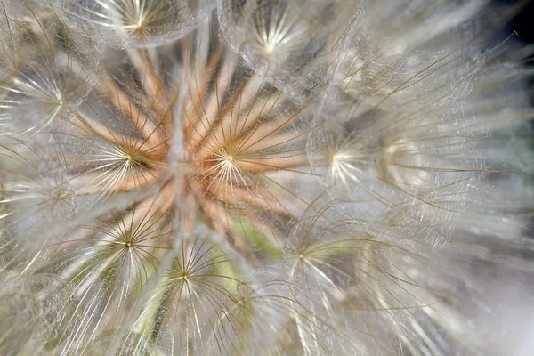 Pissenlit fleur tête de graine Gros plan — Photo