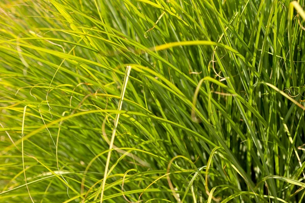 Prairie dropseed prydnads gräs — Stockfoto