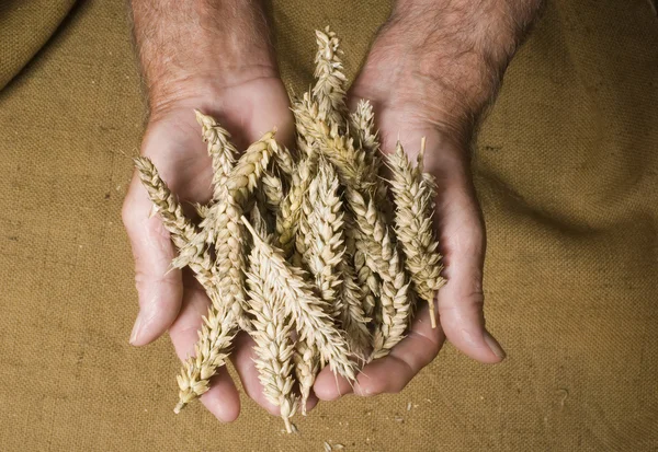 Пшениці — стокове фото