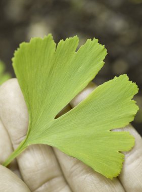 Ginkgo biloba