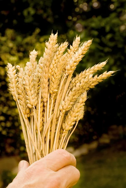 A wheat — Stock Photo, Image