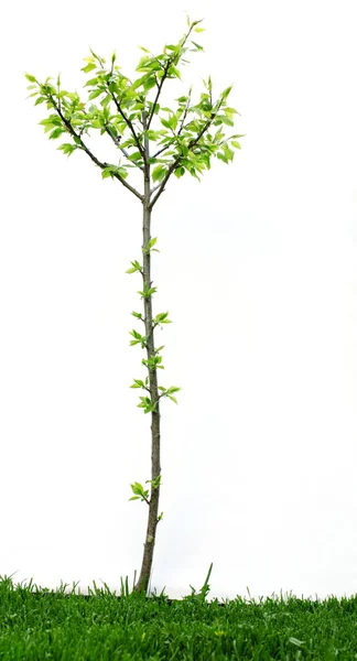 Küçük ağaç — Stok fotoğraf