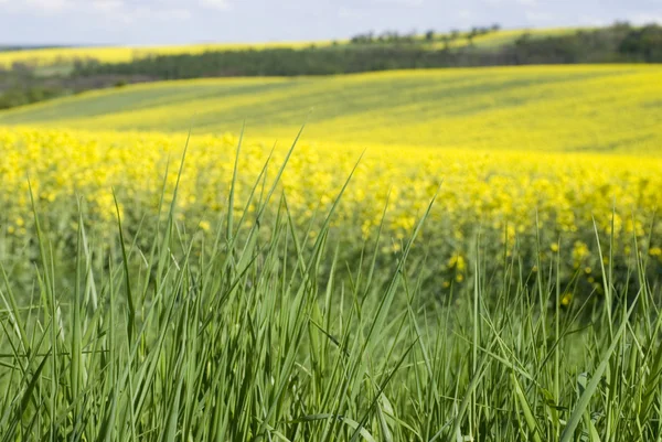 A yellow field — Stock Photo, Image